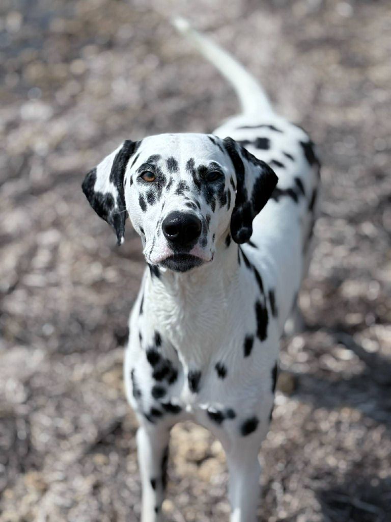 Valeureuse aria Du Bois Aux Chênes Béarnais